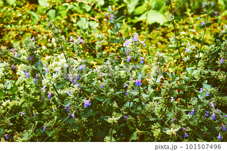 Medicinal herbal useful plant wild mint on a sunny green meadow 101507496