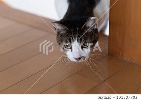 覗き込む猫　キジトラ猫 101507703