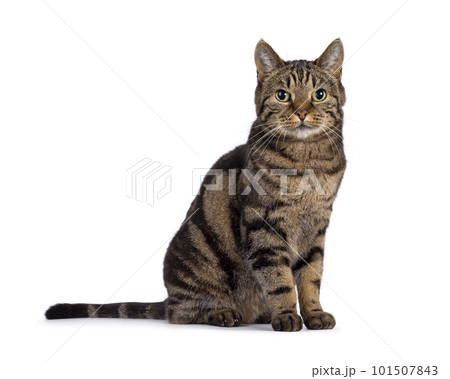 European Shorthair cat on white background 101507843