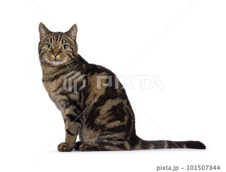 European Shorthair cat on white background 101507844