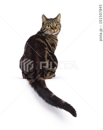 European Shorthair cat on white background 101507845