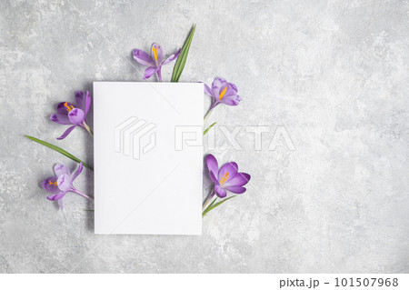Spring mockup. Crocus flower, paper blank on a gray background. Flat 101507968