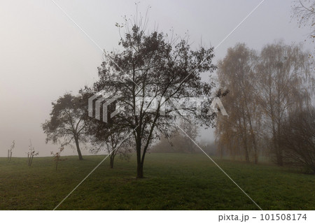 Bare deciduous trees in autumn cold weather 101508174