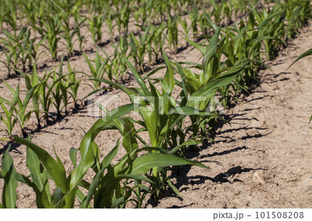 small green corn sprouts in the summer 101508208