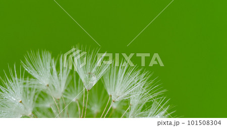 濡れたたんぽぽの綿毛 101508304