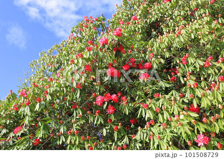 満開のシャクナゲの花　「太陽」 101508729