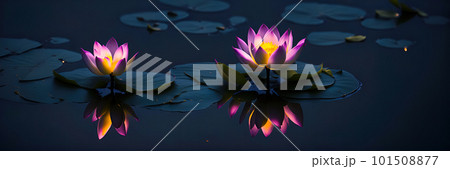 Purple lotuses blossoms on pond, have yellow pollen in center, waterlily with reflection in pond 101508877