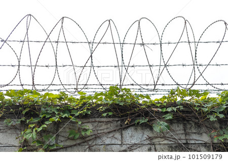 Barbed wire steel wall boundary with sky on the background Barbed wire steel wall boundary with sky on the background 101509179