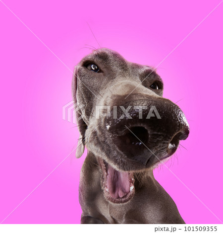 Portrait of funny smiling dog Weimaraner with brown fur and open mouth over pink studio background. Close up. Big nose of cute pet 101509355