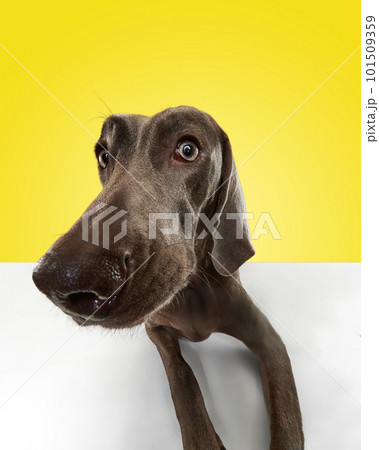 Charming dog Weimaraner with cute face posing over yellow studio background. Wide angle. Brown fluffy hairy pet 101509359