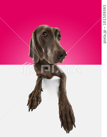 Cute pet, dog posing with big compassionate eyes over pink studio background. Brown Weimaraner fur. Best fluffy friend. Fish eye Cute pet, dog posing with big compassionate eyes over pink studio background. Brown Weimaraner fur. Best fluffy friend. Fish eye 101509365