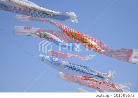 青空を泳ぐ鯉のぼり 101509672