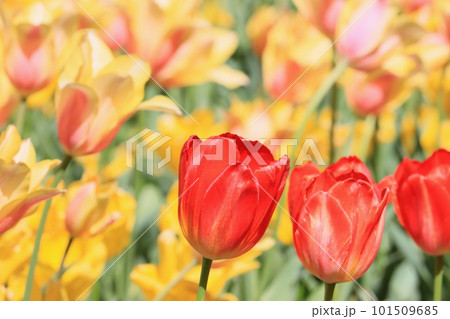 太陽の光に輝くチューリップ　赤いチューリップ　満開のチューリップ 101509685