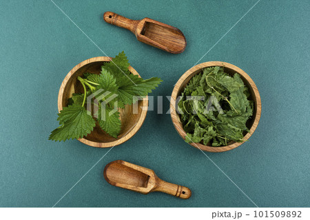 Fresh and dry nettle. Fresh and dry nettle. 101509892
