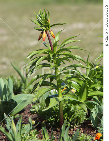 Fritillaria imperialis or crown imperial in the park with still closed blossoms. 101510135