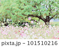 満開になった秋桜畑 101510216