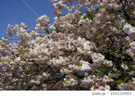 花の色が変化する桜「普賢象」 花の色が変化する桜「普賢象」 101510401