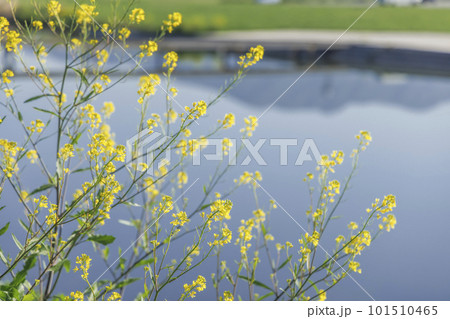 河川敷に咲く綺麗な菜の花 101510465