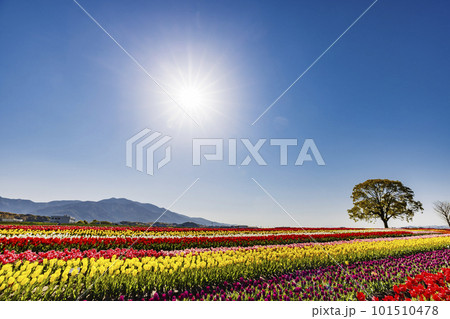 河川敷に咲く満開のチューリップ 河川敷に咲く満開のチューリップ 101510478