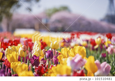 河川敷に咲く満開のチューリップ 101510481