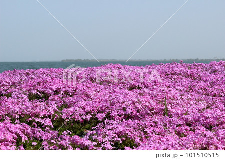 琵琶湖を背景に咲く満開の芝桜 琵琶湖を背景に咲く満開の芝桜 101510515