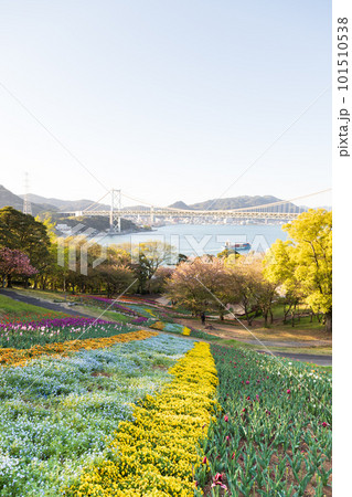 下関市 火の山公園トルコチューリップ園 下関市 火の山公園トルコチューリップ園 101510538