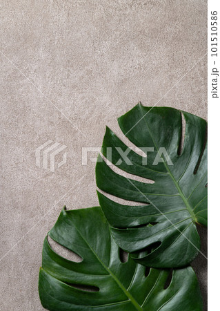 モンステラ 木の葉 葉 101510586