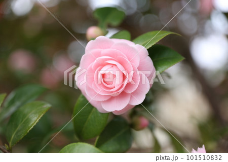 美しいピンクの椿の花 美しいピンクの椿の花 101510832
