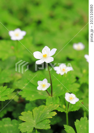 春の花　二輪草（ニリンソウ）　 101510880