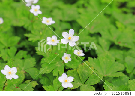 春の花　二輪草（ニリンソウ）　 101510881