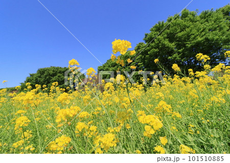 青空に映える菜の花 青空に映える菜の花 101510885