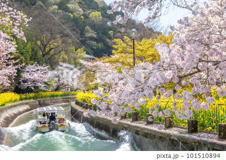 春の山科疏水 101510894