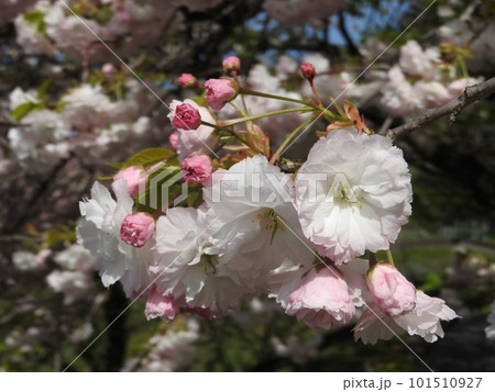 花の色が変化する桜「普賢象」 花の色が変化する桜「普賢象」 101510927