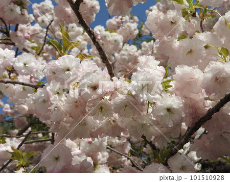 花の色が変化する桜「普賢象」 101510928