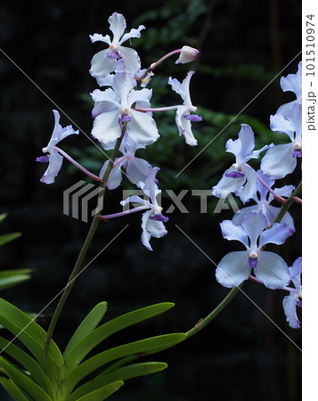 バンダ・コエルレア（セルレア）　Vanda coerulea　　ヒスイラン　バンダの原種 101510974