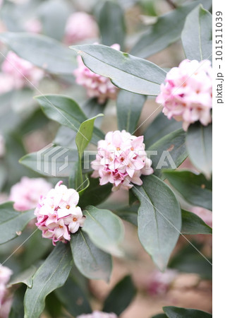 白いジンチョウゲの花 白いジンチョウゲの花 101511039