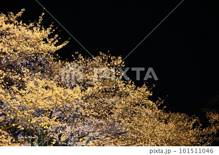 ライトアップされた夜桜 101511046