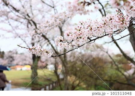 春の公園で満開の桜を楽しむ人々 101511048