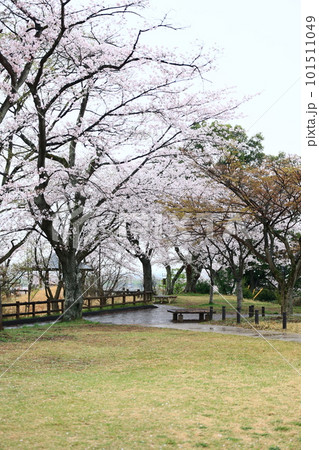 満開の桜が咲く公園の風景 101511049