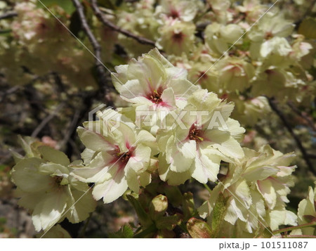 淡い黄緑色の花を咲かす「鬱金桜(ウコンザクラ)」 淡い黄緑色の花を咲かす「鬱金桜(ウコンザクラ)」 101511087