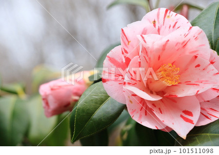 大輪の椿 ツバキの花 大輪の椿 ツバキの花 101511098
