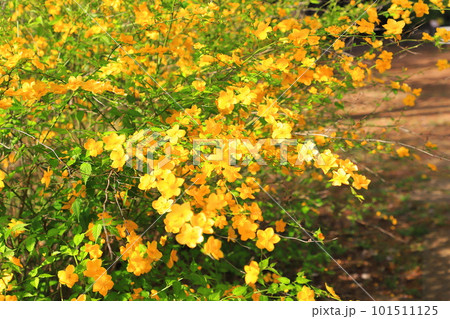 満開のヤマブキ（山吹）の花 101511125