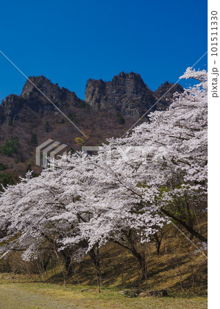 満開の桜と妙義山 満開の桜と妙義山 101511330