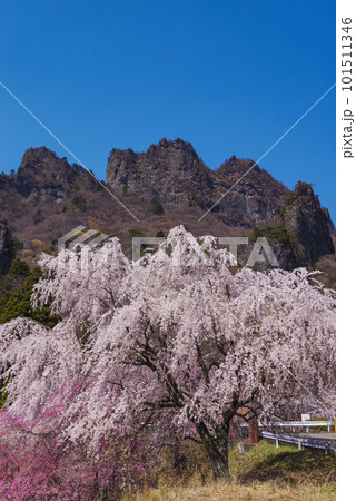 満開の桜と妙義山 101511346