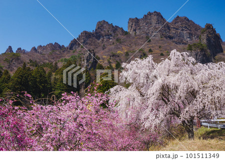 満開の桜と妙義山 101511349