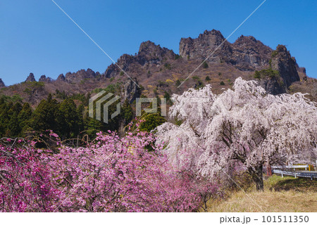 満開の桜と妙義山 101511350