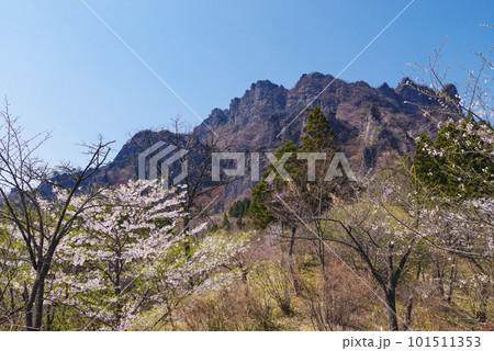 満開の桜と妙義山 101511353