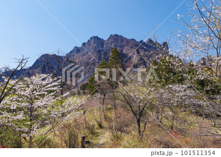 満開の桜と妙義山 満開の桜と妙義山 101511354