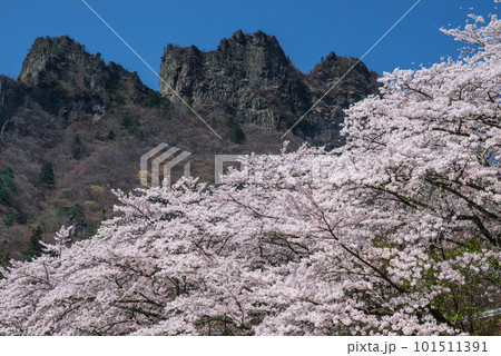 満開の桜と妙義山 満開の桜と妙義山 101511391
