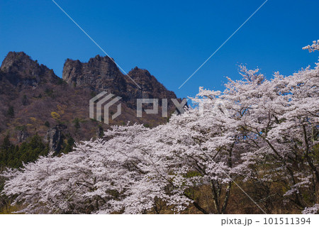 満開の桜と妙義山 101511394